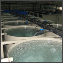 Aquaculture products
